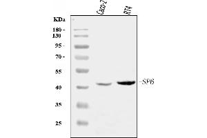 Western blot analysis of SP6 using anti-SP6 antibody (ABIN7600335).