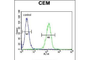 Flow cytometric analysis of CEM cells (right histogram) compared to a negative control cell (left histogram). (FAM105B antibody  (AA 99-128))
