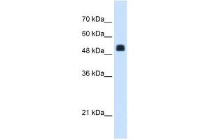 WB Suggested Anti-NAGS Antibody Titration:  1. (NAGS antibody  (C-Term))