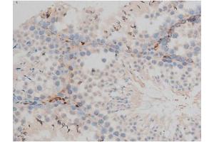 ABIN6267399 at 1/200 staining Mouse testis tissue sections by IHC-P.