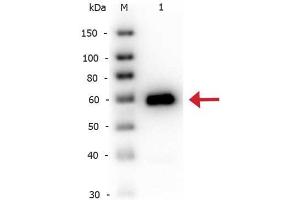 Western Blot of Rabbit anti-Alkaline Phosphatase antibody Biotin Conjugated. (Alkaline Phosphatase antibody  (Biotin))