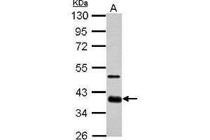 WB Image Sample (30 ug of whole cell lysate) A: GL261 10% SDS PAGE antibody diluted at 1:1000 (SOX2 antibody)