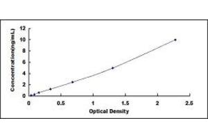 LMO7 ELISA Kit