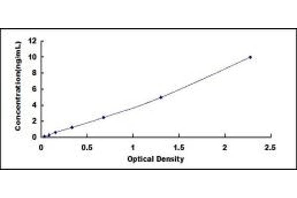 LMO7 ELISA Kit