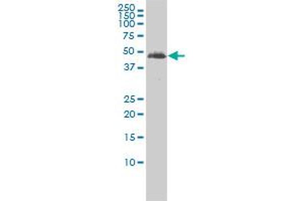 TUBA3C antibody  (AA 1-418)