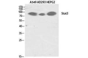 Western Blotting (WB) image for anti-Signal Transducer and Activator of Transcription 3 (Acute-Phase Response Factor) (STAT3) (Tyr1222) antibody (ABIN3187081)
