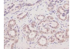 Image no. 1 for anti-Vascular Endothelial Growth Factor A (VEGFA) antibody (ABIN181547)