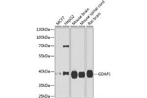 Western blot analysis of extracts of various cell lines using GDAP1 Polyclonal Antibody at dilution of 1:1000. (GDAP1 antibody)