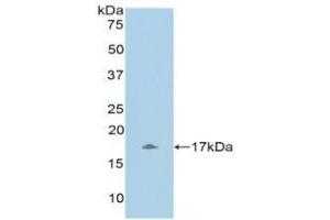 Detection of Recombinant UCN3, Human using Polyclonal Antibody to Urocortin 3 (UCN3) (UCN3 antibody  (AA 22-161))