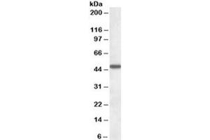 Western blot testing of human liver lysate with AADAT antibody at 1ug/ml. (AADAT antibody)