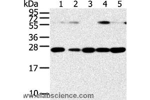 Western blot analysis of Human placenta tissue and hela cell, hepg2 cell and human fetal liver tissue, A549 cell and human normal kidney tissue, using SNAP23 Polyclonal Antibody at dilution of 1:400 (SNAP23 antibody)