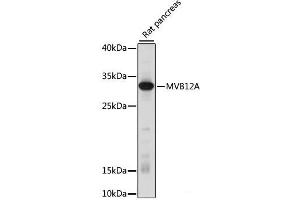 Western blot analysis of extracts of Rat pancreas using MVB12A Polyclonal Antibody at dilution of 1:1000. (FAM125A antibody)
