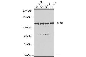 Western blot analysis of extracts of various cell lines using DLG1 Polyclonal Antibody at dilution of 1:1000.