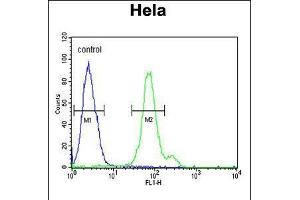 Flow cytometric analysis of Hela cells (right histogram) compared to a negative control cell (left histogram). (CTPS2 antibody  (N-Term))