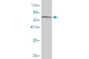Western Blot detection against Immunogen (74. (EEF1G antibody  (AA 1-437))