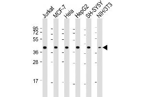 All lanes : Anti-RAE1 Antibody (Center) at 1:2000 dilution Lane 1: Jurkat whole cell lysate Lane 2: MCF-7 whole cell lysate Lane 3: Hela whole cell lysate Lane 4: HepG2 whole cell lysate Lane 5: SH-SY5Y whole cell lysate Lane 6: NIH/3T3 whole cell lysate Lysates/proteins at 20 μg per lane. (RAE1 antibody  (AA 128-162))