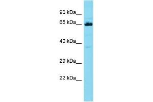 Host: Rabbit Target Name: CCDC48 Sample Type: HT1080 Whole Cell lysates Antibody Dilution: 1. (EFCC1 antibody  (C-Term))
