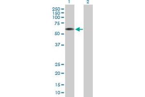 Western Blot analysis of ARCN1 expression in transfected 293T cell line by ARCN1 MaxPab polyclonal antibody. (ARCN1 antibody  (AA 1-511))