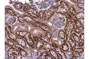 IHC-P Image EDG7 antibody [N3C2], Internal detects EDG7 protein at cytosol on mouse kidney by immunohistochemical analysis. (LPAR3 antibody)