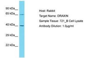 DRAXIN antibody  (AA 227-276)