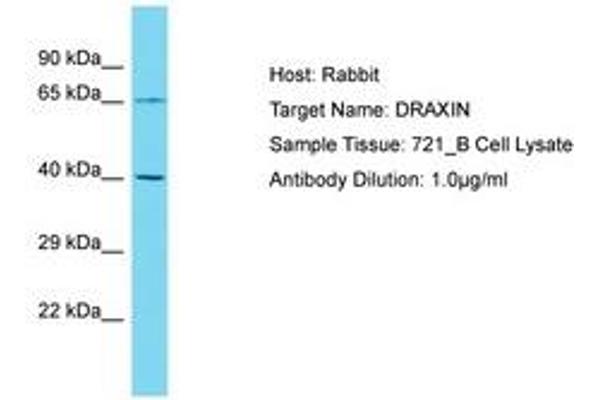 DRAXIN Antikörper  (AA 227-276)