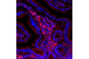 Immunofluorescent analysis of paraffin embedded mouse small intestine using Neurotensin (ABIN7074827) at dilution of 1: 500 (Neurotensin antibody)