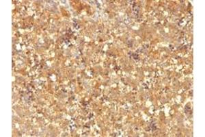 Immunohistochemical staining (Formalin-fixed paraffin-embedded sections) of human fetal liver with AFP monoclonal antibody, clone MBS-12 . (alpha Fetoprotein antibody)