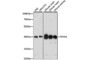 Western blot analysis of extracts of various cell lines using IDH3A Polyclonal Antibody at dilution of 1:1000. (IDH3A antibody)