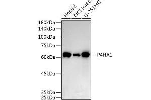 Western blot analysis of extracts of various cell lines, using P4H antibody (0538) at 1:500 dilution. (P4HA1 antibody  (AA 235-534))
