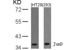 Western blot analysis of extracts from HT29 and 293 cells using JunD(Ab-255) Antibody. (JunD antibody)