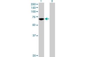 Western Blot analysis of MYBL2 expression in transfected 293T cell line by MYBL2 MaxPab polyclonal antibody. (MYBL2 antibody  (AA 1-700))