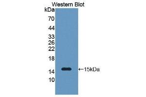 Western Blotting (WB) image for anti-Serum Amyloid A2 (SAA2) (AA 19-122) antibody (ABIN1870546)