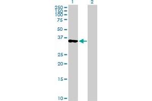 Western Blot analysis of OLIG2 expression in transfected 293T cell line by OLIG2 MaxPab polyclonal antibody. (OLIG2 antibody  (AA 1-323))
