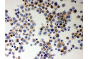Anti- MIF Picoband antibody, ICC ICC: JURKAT Cell