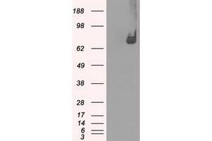 Image no. 3 for anti-P450 (Cytochrome) Oxidoreductase (POR) antibody (ABIN1497747) (POR antibody)