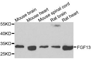 Western blot analysis of extracts of various cell lines, using FGF13 antibody. (FGF13 antibody  (AA 1-245))