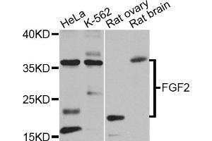 Western blot analysis of extracts of various cell lines, using FGF2 antibody. (FGF2 antibody)
