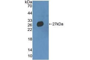 Western blot analysis of recombinant Mouse MMRN2. (MMRN2 antibody  (AA 23-188))