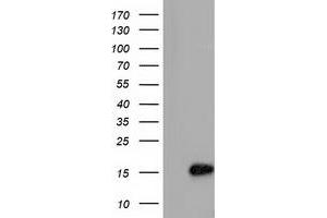 HEK293T cells were transfected with the pCMV6-ENTRY control (Left lane) or pCMV6-ENTRY C15orf40 (Right lane) cDNA for 48 hrs and lysed. (C15orf40 antibody)