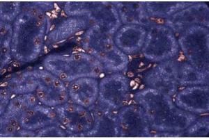 Immunofluorescence staining of Rabbit Kidney (MVP antibody  (AA 403-592))
