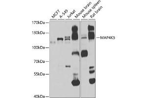 Western blot analysis of extracts of various cell lines, using MK5 antibody (ABIN6130440, ABIN6143514, ABIN6143515 and ABIN6223968) at 1:1000 dilution. (MAP4K5 antibody  (AA 300-480))