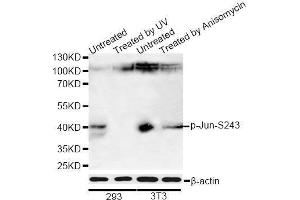 Western blot analysis of extracts of 293 and NIH/3T3 cells, using Phospho-Jun-S243 antibody (ABIN5969907) at 1/1000 dilution.
