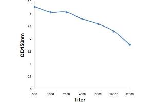 Antigen: 0. (Retinoblastoma 1 antibody  (pSer807, pSer811))