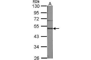 WB Image Sample (30 ug of whole cell lysate) A:NIH-3T3 10% SDS PAGE antibody diluted at 1:1000 (GRPR antibody)