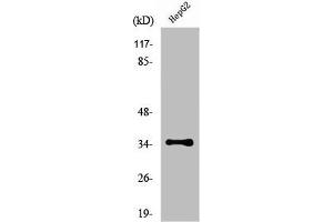 Western Blot analysis of HepG2 cells using Nkx-3. (NKX3-1 antibody  (N-Term))