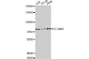Western blot analysis of extracts of various cell lines, using CLCNKA Antibody (ABIN1871886) at 1:3000 dilution.