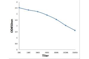 Antigen: 0. (FBXW2 antibody  (AA 321-420))