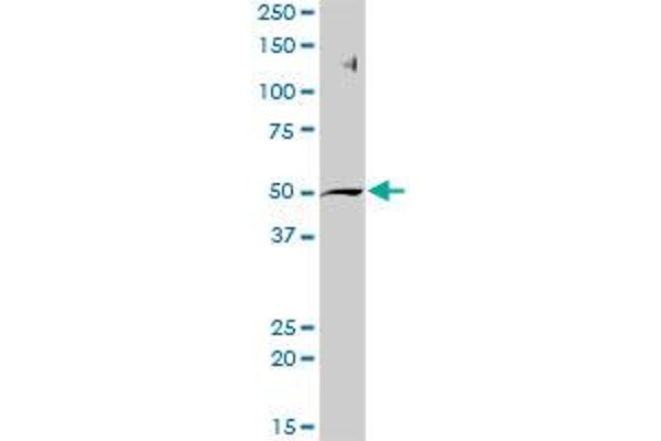 AHCY antibody  (AA 1-432)