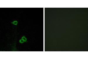 Peptide - +Western blot analysis of extracts from COS-7 cells, using CXCR7 antibody. (CXCR7 antibody  (C-Term))