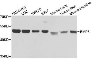 Western blot analysis of extracts of various cell lines, using BMP5 antibody. (BMP5 antibody  (AA 317-454))